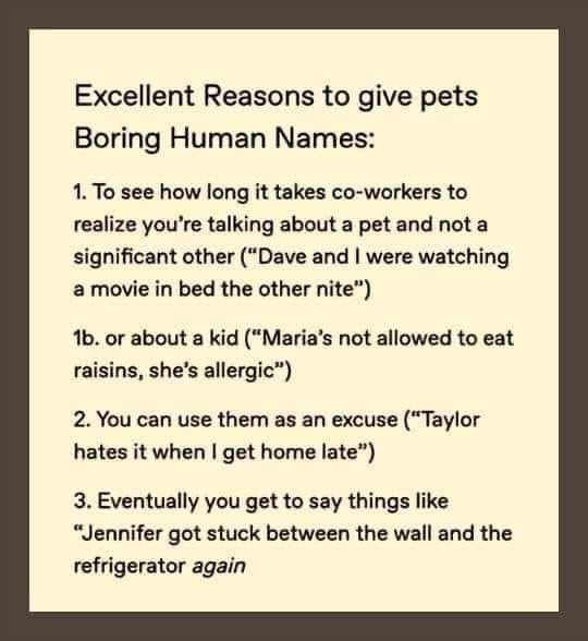 TXKAnimal's tweet photo. Stop by the adoption center between 10 and 3 to meet your new best friend!  #AdoptDontShop https://t.co/km6avGoxqL