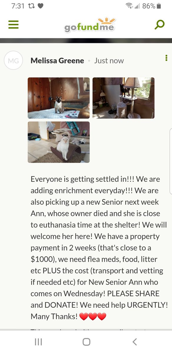 catmama4seniors's tweet photo. 🆘️🆘️🆘️🆘️🆘️🆘️🆘️🆘️🆘️🆘️🆘️🆘️
SEE THE NEWEST UPDATE BELOW! 
WE DESPERATELY NEED TO GET THIS CAMPAIGN MOVING AND RECEIVING FUNDING! ITS HOW SFSCRP WILL STAY OPERATIONAL UNTIL OTHER AVENUES OF REVENUE ARE ESTABLISHED! PLEASE HELP AND RT 🙏
https://t.co/4su5PjOxs1 https://t.co/LjQ694LCD3