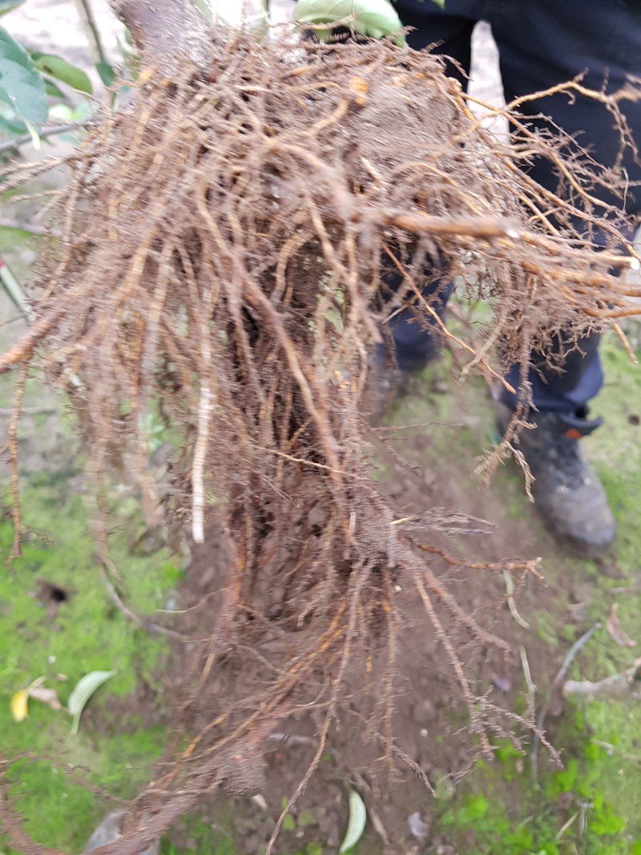 Schadelijke bodem aaltjes kunnen zorgen voor een sterk verminderde groei.  Het toepassen van Mycorrhizae en bodembacteriën kan de groei van deze aaltjes belemmeren en zorgen voor een heel mooi wortelgestel.  Een van de resultaten van demo in het Limburgse POP 3 project.