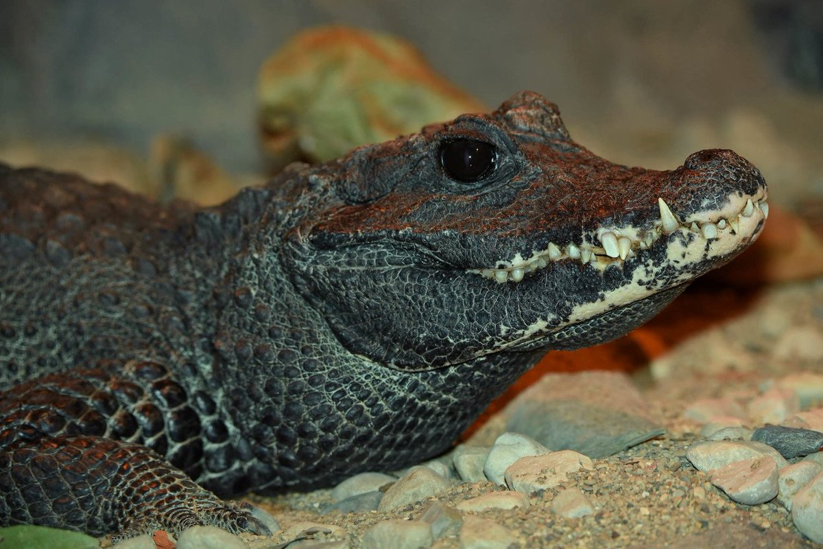 Croctober Contest:
We just welcomed a new adult female dwarf crocodile to #BrookfieldZoo! As the smallest crocodile species, how long, on average, does a female dwarf crocodile get? One entry per person for the #Croctober raffle!
