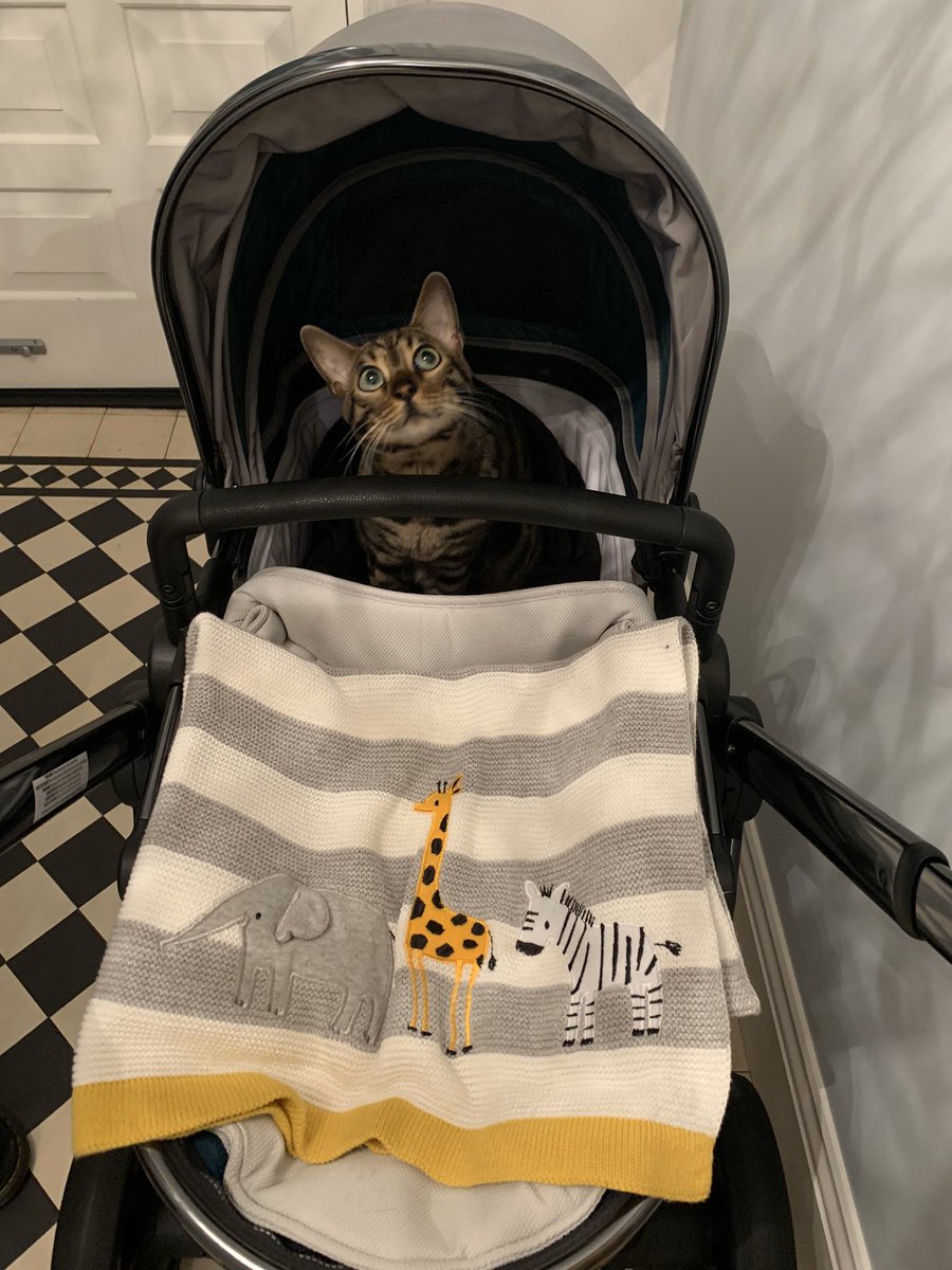 BengalWilma's tweet photo. Frank is ready to go out in the rain this #Caturday π½πΎπΉ #CatPram #RainyDay #Snuggled #LittleFrank https://t.co/GlBz458BeB