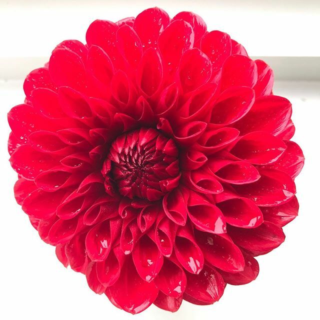 HighlanderPH's tweet image. Fresh dalhia no filters !!!
@keechdesign @janie_the_cook 
Lovely hobbies !!!!!
.
.
.
#dahlia 
#flowers 
#hitchin 
#hitchintown 
#saturday
#hobbies 
#pretty 
#october 
#instaglower 
#flowerporn 
#perfect 
#symetrical 
#symetricalmonsters 
#design 
#design… ift.tt/2B4ESBH