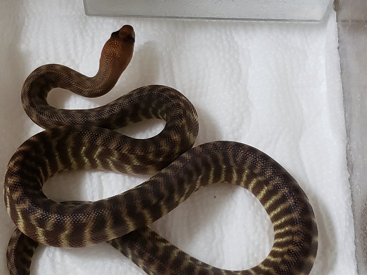 75 ウォマ 爬虫類 最高の花の画像