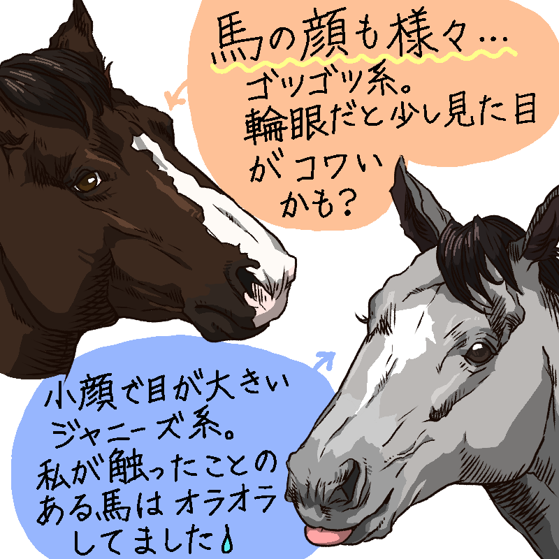 西郷トロ على تويتر 馬の顔もよく見ると一頭一頭違います ゴツゴツした馬 小顔でシャープな馬 よく接していると顔を見ただけでどの馬か分かるようになります ちなみに私は人もゴツゴツした男らしい人がタイプです 皆さんはどんな顔の馬が好きですか 馬