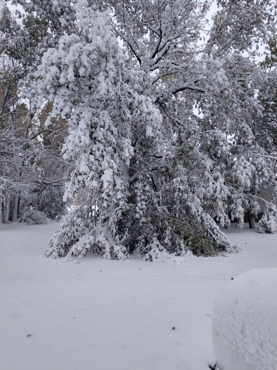 ctisom's tweet image. #Weather #NDLegendary #Blizzard
Branches falling last night sounded like ice cracking. Still snowing, but it's so heavy with moisture, it sounds like rain.