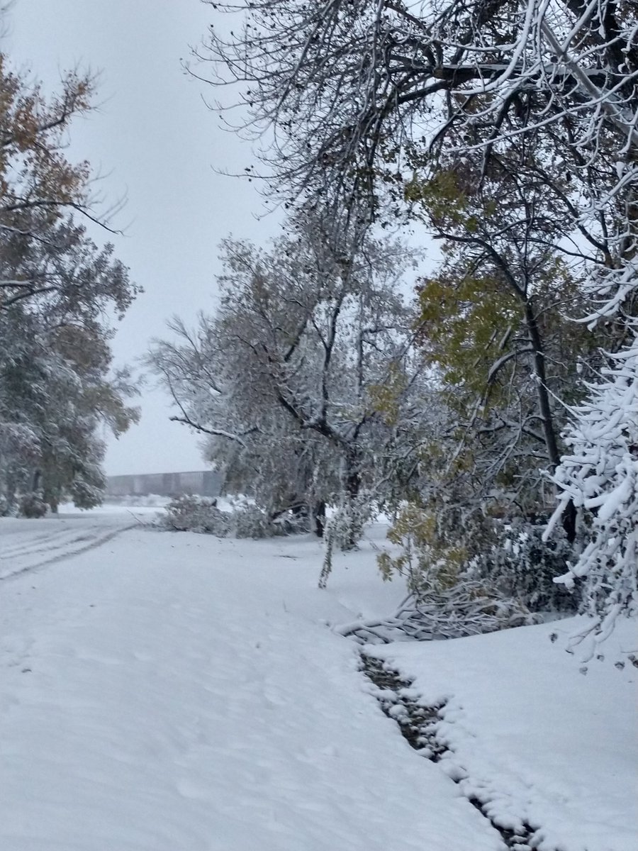 ctisom's tweet image. #Weather #NDLegendary #Blizzard
Branches falling last night sounded like ice cracking. Still snowing, but it's so heavy with moisture, it sounds like rain.
