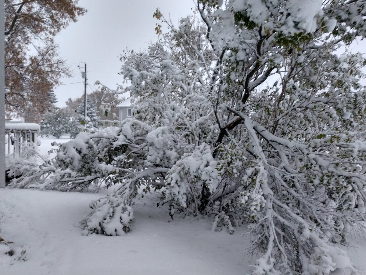 ctisom's tweet image. #Weather #NDLegendary #Blizzard
Branches falling last night sounded like ice cracking. Still snowing, but it's so heavy with moisture, it sounds like rain.