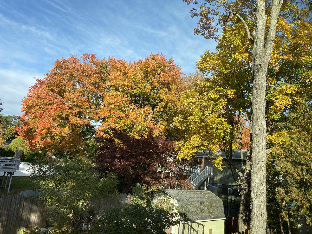 theEnergyMads's tweet image. Theorem: Vermont Fall is optimal: with 0 effort I can enjoy maximal foliage. 
Proof: picture from kitchen window