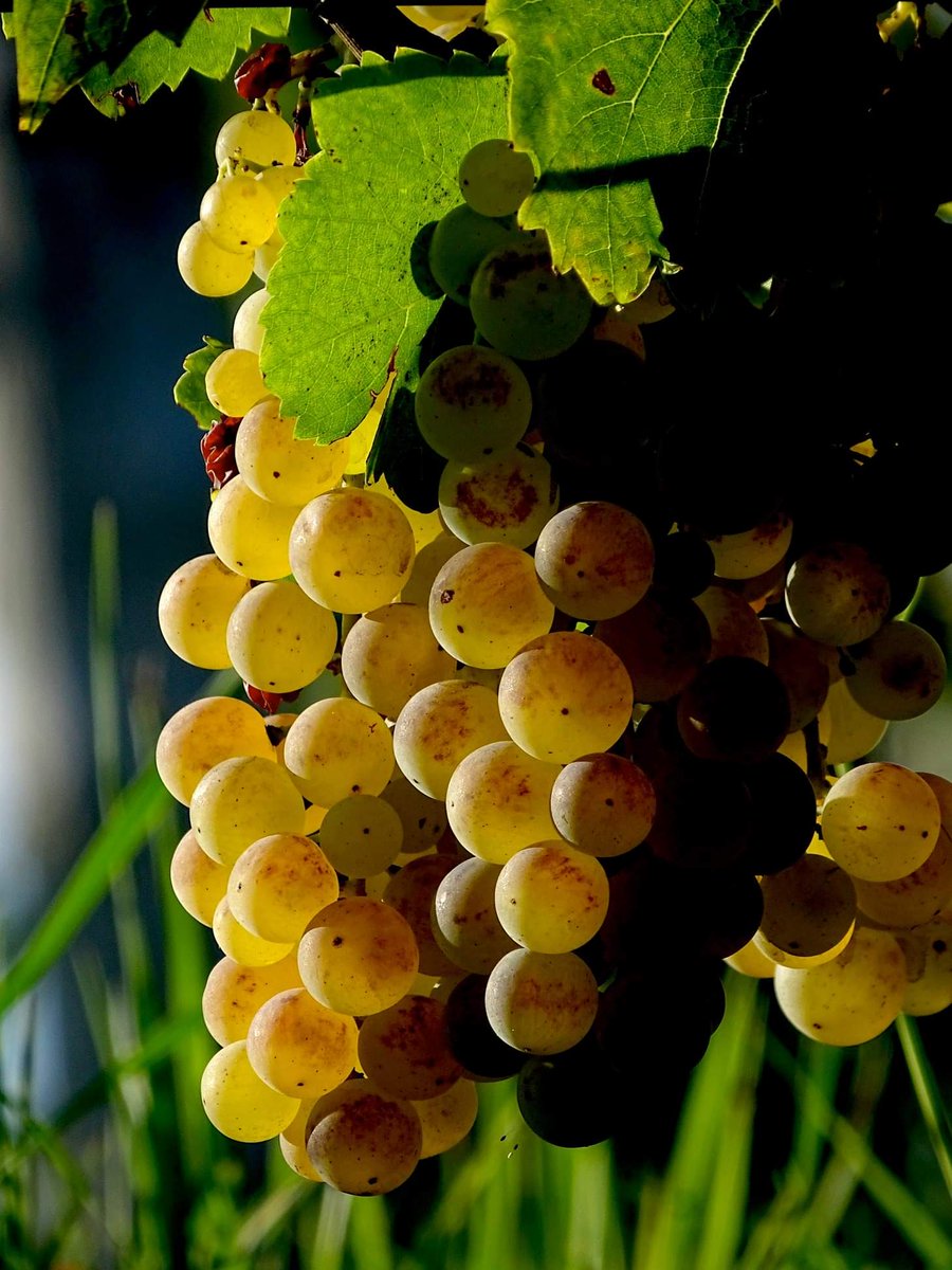 pauligurize's tweet image. Autunno nel Friuli Orientale

@FVGlive @MTVFVG @TurismoMiBACT @Italia_Turismo_  #FriuliOrientale @MauSbogar @pennaribelle @luatom @lestradedelvino @JurijPaljk @PaolaTreppo #spessa @ColliOrientali #prealpigiulie