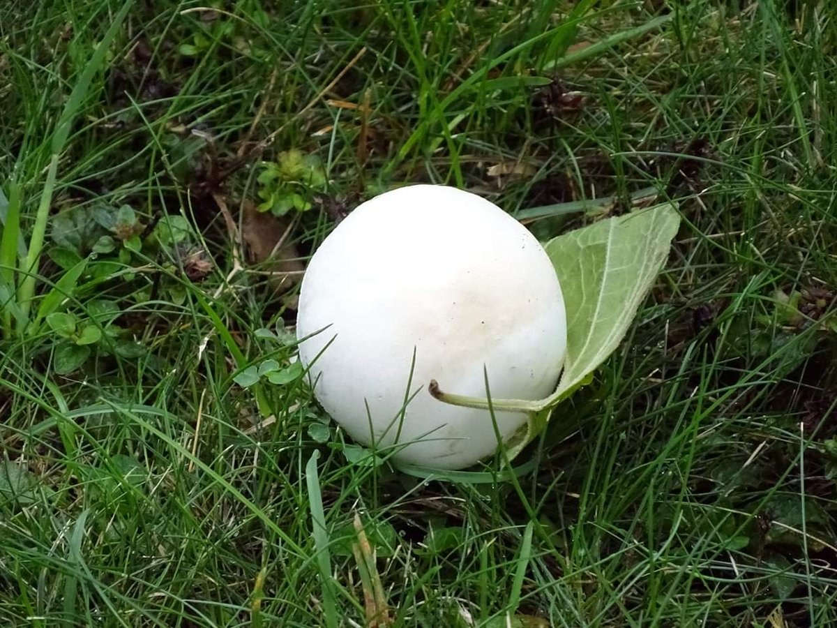 pauligurize's tweet image. Autunno nel Friuli Orientale

@FVGlive @MTVFVG @TurismoMiBACT @Italia_Turismo_  #FriuliOrientale @MauSbogar @pennaribelle @luatom @lestradedelvino @JurijPaljk @PaolaTreppo #spessa @ColliOrientali #prealpigiulie