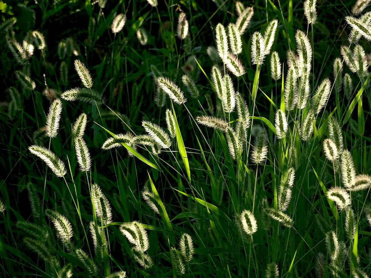 pauligurize's tweet image. Autunno nel Friuli Orientale

@FVGlive @MTVFVG @TurismoMiBACT @Italia_Turismo_  #FriuliOrientale @MauSbogar @pennaribelle @luatom @lestradedelvino @JurijPaljk @PaolaTreppo #spessa @ColliOrientali #prealpigiulie