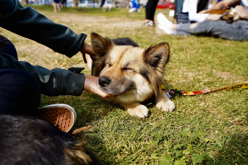 faheem_moosa's tweet photo. Duchess π would certainly not approve of my recent liking towards dogs. #woofproject https://t.co/Hc1Nevkx2e