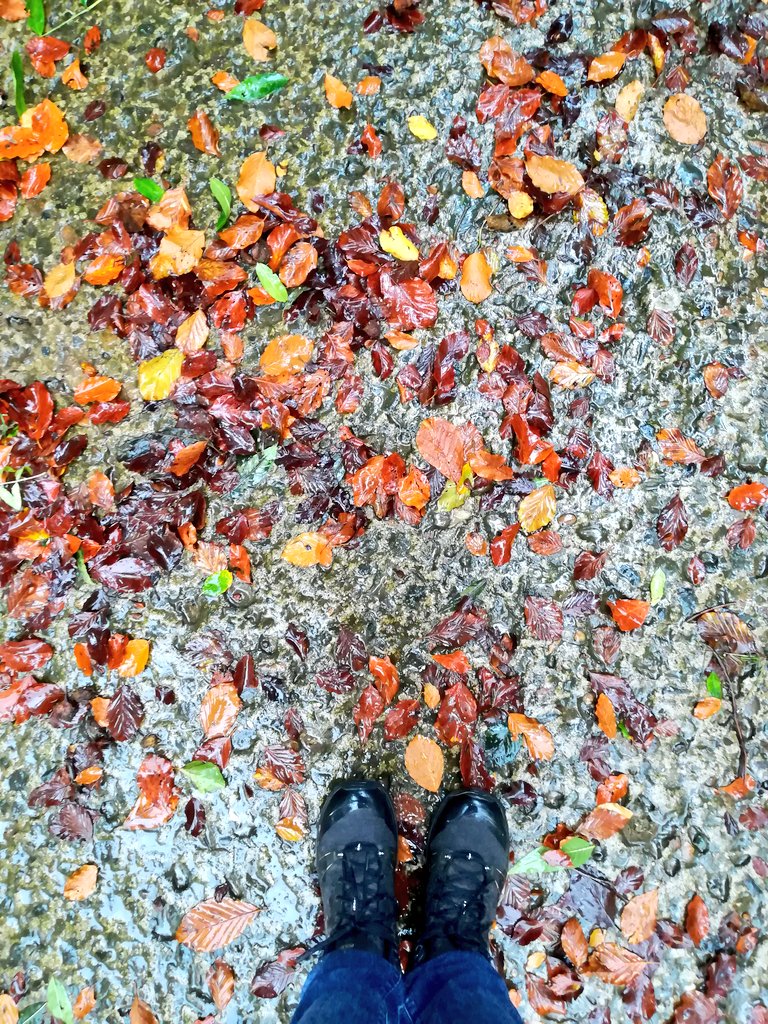 anghenn's tweet photo. Been itching for a proper walk for weeks. Chose a gentle stroll along the #RiverRye from #Helmsley. A circular route with chance to cut it short if my foot didn't hold out (it didn't) but we managed 7 miles. Autumn colour beginning to show on the trees. #getoutside #hiking https://t.co/vWfJhl4Zc6