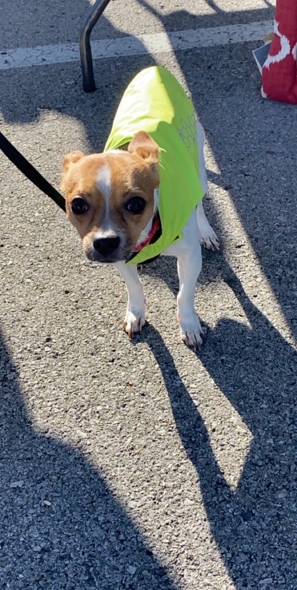 MariaBarcena6's tweet photo. We love giving back to the community. T-Mobile and the Nashville Pet Community Center helping with free vaccinations for our loving pets @TMobile @JohnLegere @AppletonChad @bcrittenden007 https://t.co/y65f4etmaO