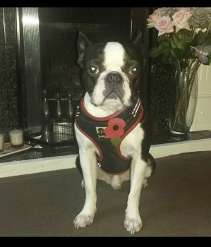 millypod1's tweet photo. @gmpolice @GMPStockport @StockportCounty @StockportMBC @stockportnews RALPH #STOLEN #ScanMe @gmpolice
#BringRalphHome  
Black &amp; White Boston Terrier Male 
Was taken out of van by someone in a White Van 
#Bredbury area of #Stockport #GreaterManchester #SK6
#SK1 #SK2 #SK3 #SK4 #SK5 #SK7 #SK8
https://t.co/4VCM3dMzML
https://t.co/cQ4fOSKoM6 https://t.co/bCkRejjZnY