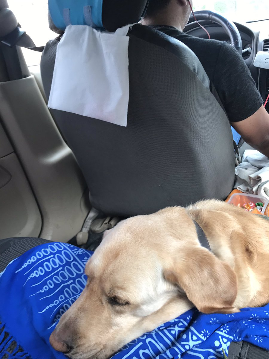 mfho's tweet photo. ¡Cabify discrimina a los pasajeros con discapacidad! Estoy agotada. Ayer  nuevamente un taxista de #cabify #easytaxi se negó a llevarme porque viajo con mi perro lazarillo #ottoelperroguia Abro hilo. 1/x https://t.co/uf6ch3jAi1
