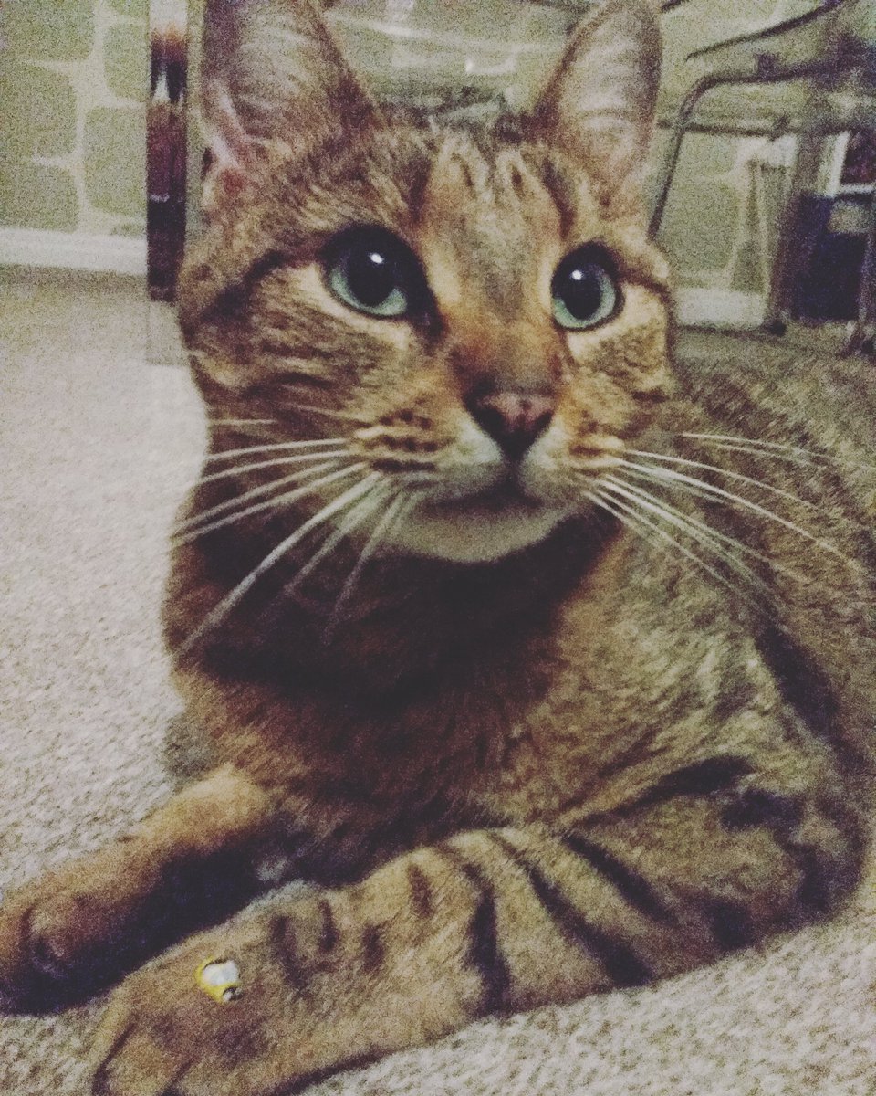 UnrulyEmber's tweet photo. For #caturday we decided to introduce Embee the Unruly Ember bee with our cat #Neko (yes, our cat's name is Japanese for cat, brilliant I know lol).
Embee is on his paw if you've missed him.
.
.
.
#savethebees #beeadventurous #boardgames https://t.co/s9LbKtzqnd