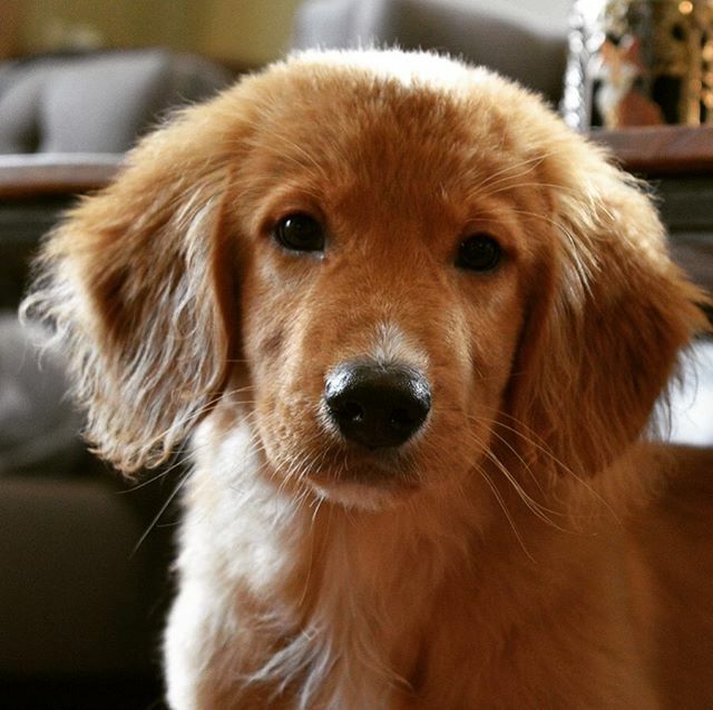 Tollchester's tweet photo. AVAILABLE PUPPY! Hershey is still looking for a home. We have interviewed a few homes but the right home hasn’t come along for our handsome young man. He is a laid back boy who bonds to his family through learning. Hershey needs a home who is committed t… https://t.co/sdKVU5TJL3 https://t.co/Sbtxkhgtcw