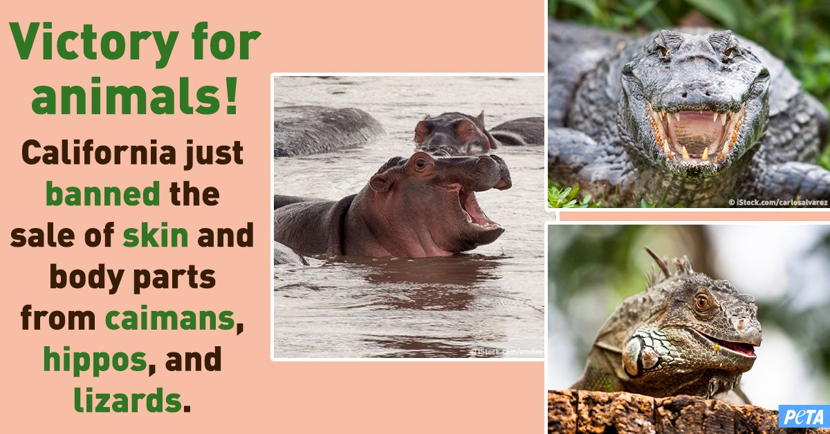 peta's tweet photo. AMAZING! #CA just banned the importation &amp; sale of skin &amp; body parts of animals like hippos &amp; lizards! #AB1260 

GOODBYE to cruel fashion statements &amp; HELLO to animal-friendly options! THANK YOU to everyone who helped stand up for animals! https://t.co/zdjVtIB1I8 https://t.co/uEn36c9Zpf