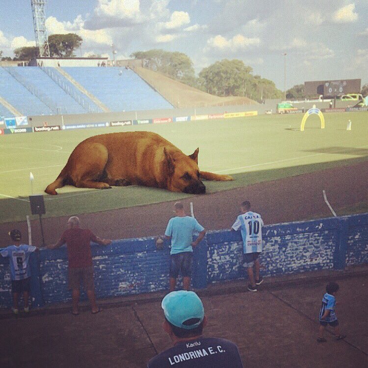 CavalinhoDoTuba's tweet photo. Novo zagueiro do @LondrinaEC já está em campo. Disse em entrevista que jogará como um cão-de-guarda da defesa pra gente parar de tomar gols...
Hoje é dia de exorcizar fantasmas!
#VamosPraCimaTubarão https://t.co/NAF9vV9jie
