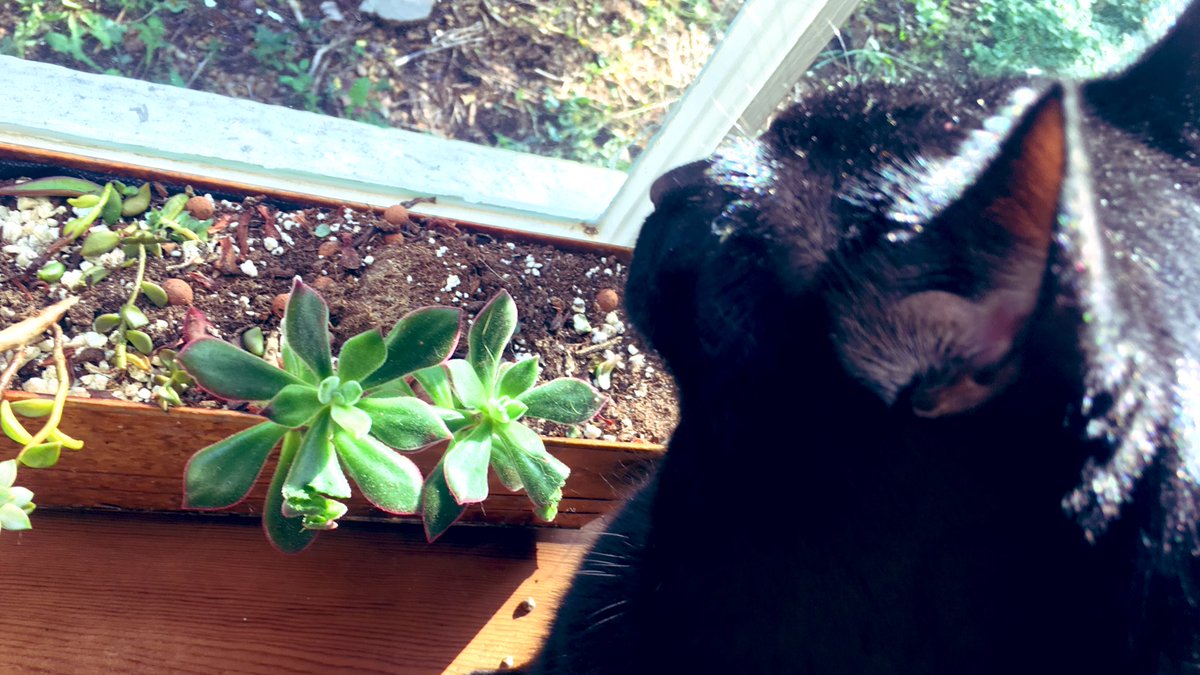 PetsToo's tweet image. Bang up job on the pruning, Batman.

(Good thing it was brought indoors last night.)

#catsaturday #cats #panfur #gardening