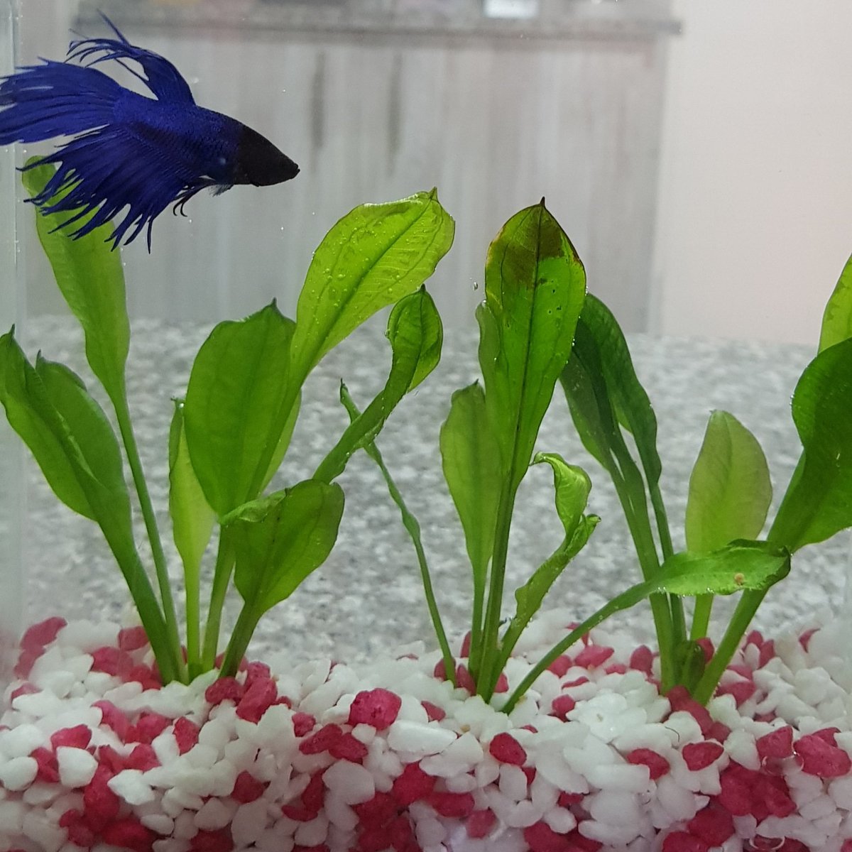 ZiskaHaak's tweet photo. My new baby boy - Midnight!!!

#babyboy #bettafish #betta #siamesefightingfish #siamesefighter #siamesefighterfish #siamesefish #siamesefightingfishofinstagram #siamesefightingfishgallery #pet #fish #midnight #midnightblue #welcomehome #welcometothefamily #MommysBoy #mommysbaby https://t.co/pRLuMQSwSK