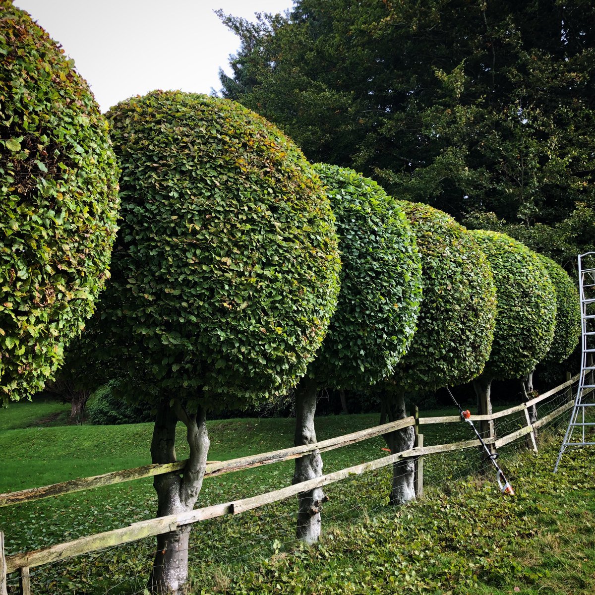 Giving these beech balls their annual trim today #topiary