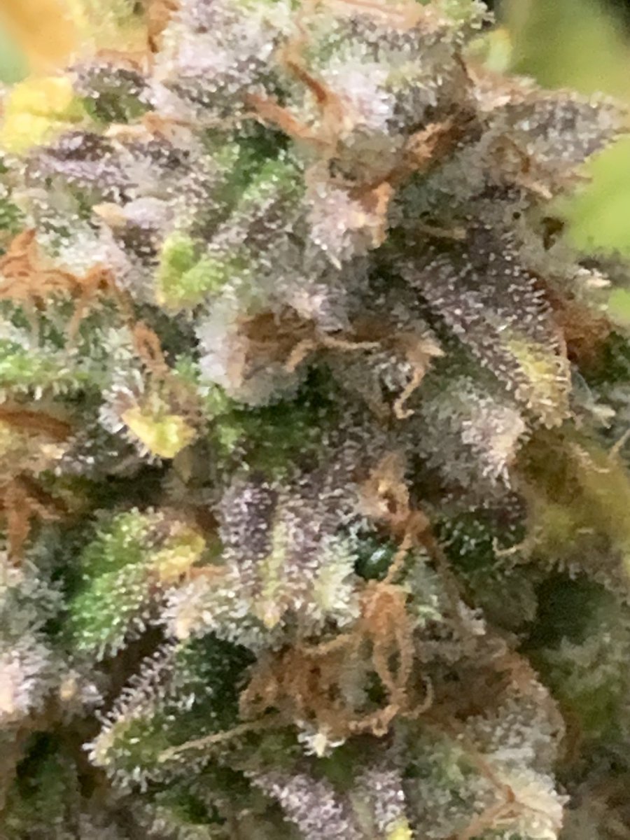 Native Gardens Co (@nativegardensco) on Twitter photo 