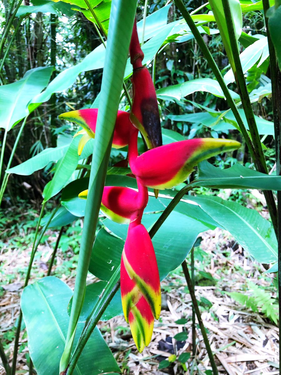heysareta's tweet photo. Survived my first hike! 🇬🇩 
@discovergrenada Press Trip @dipyourtoesin @axelcomedian Merzy Soca 
#PureGrenada #NextStopGrenada #Grenada https://t.co/rQ8KFzZXIt
