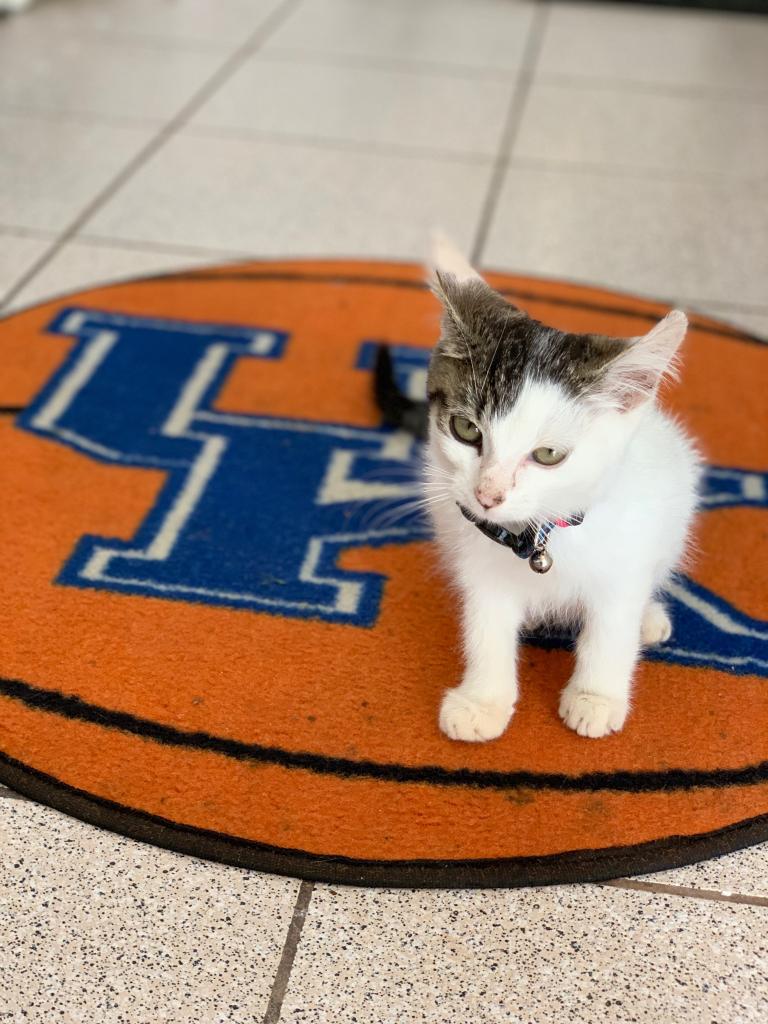 boy_statue's tweet photo. My babygirl chose the Kentucky mat over everything in the house so I guess that means we have added the newest member to Big Blue Nation @KentuckyMBB https://t.co/GdgKtnxZ7T