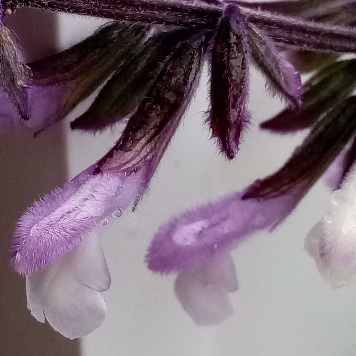 Salvia 'Phyllis Fancy'. Absolutely gorgeous.

#plants #plantfair #specialistnurseries #gardens #opengardens #perennials #salvia #somerset