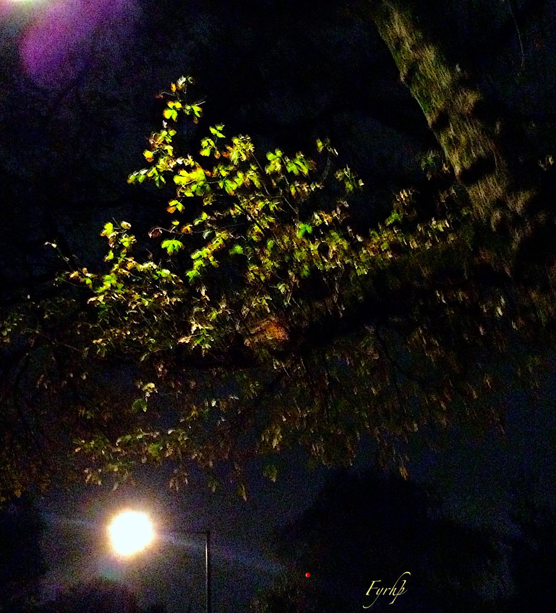 UnbesetztSynth's tweet photo. When a tree trunk takes on a personality #Fyrhþ #Chèo  #NationalAlbumDay #Bǫrkr #TouchDance #Discothèque  #FrançoisKevorkian #Elektrizitäts @reedandcaroline @drunkenpoet92 @TinSoldiere @VeryRecords ::🌓! https://t.co/daKYM17AJi