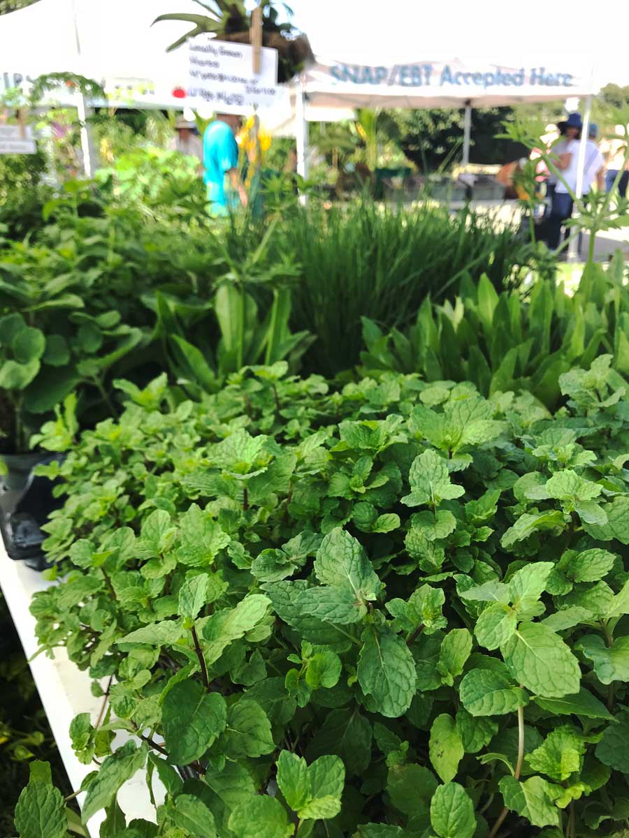 EdibleSoFla's tweet photo. Next weekend is #GrowFest at @fruitnspice! Pick up plant starts for your edible garden, enjoy family fun, all #local food, music and more: https://t.co/NDurygLw6F https://t.co/8aJaIrvIDg