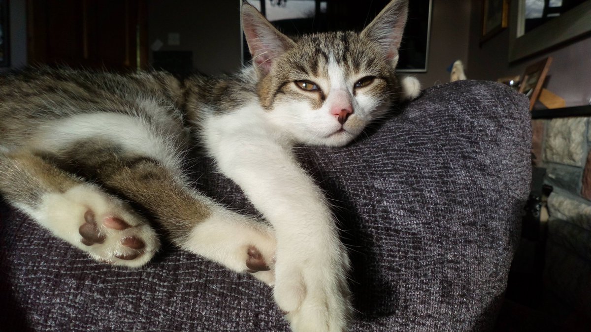 Mary1002's tweet photo. Mr Russell sat down to have some cheese and crackers, next thing I heard "Maaaaaare, can you come and move Bagel, she's trying to nick my cheese"........... Yes this monster 👾 #evilkitten https://t.co/ifzkYUjmFy