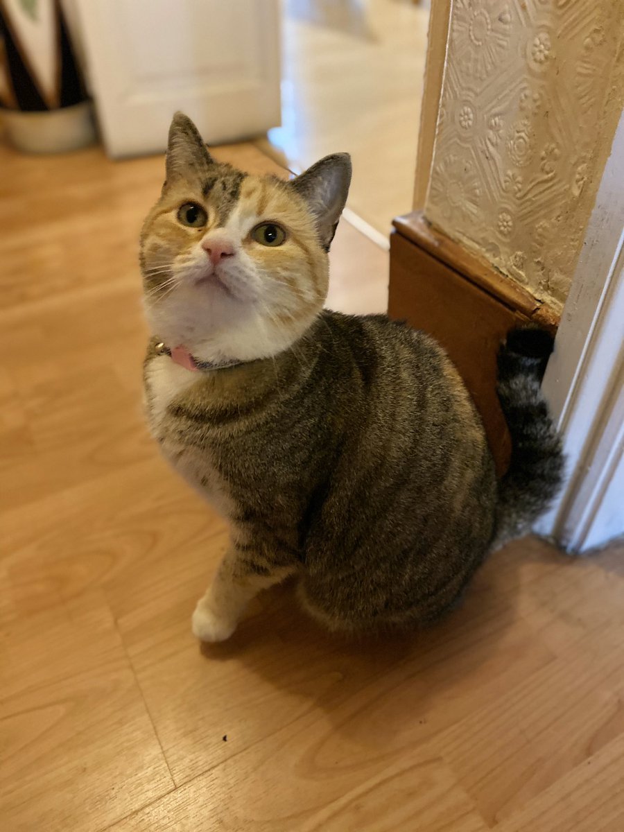 twinklethecuti1's tweet photo. I keep looking at my pictures and Iβm sure I keep getting smaller...
It must be an episode on βMummy I shrunk the Cat!β
#imshrinking #littleleggies #honeyishrunkthekids https://t.co/qXYn5xFloX