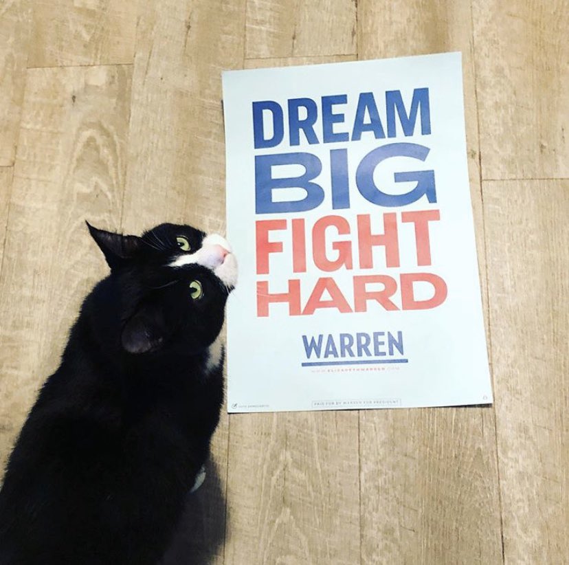 catsforwarren's tweet photo. Happy #caturday from Boots the kitty! 😻

#CatsForWarren #TeamWarren #DreamBigFightHard #Warren2020 #WinWithWarren https://t.co/RgQ63iTD2h