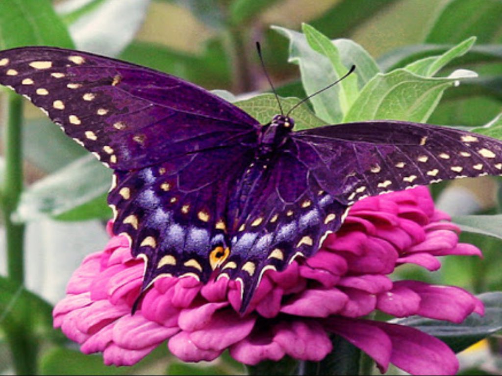 Бабочки фиолетового цвета. Бабочка траурница. Бабочка фиолетовая. Сиреневые бабочки. Крылья бабочки фиолетовые.