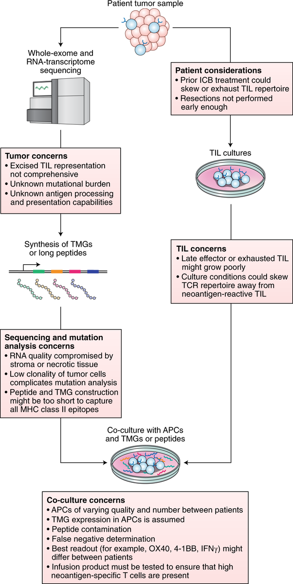 mmw_lmw's tweet photo. #AdoptiveCell_Therapies | Developing #Neoantigen-targeted #T_cell_based treatments for #SolidTumors | Difficulties encountered | Nicholas Restifo @theNCI @NatureMedicine https://t.co/qxHjtbU2RW https://t.co/Fczjt1r93H