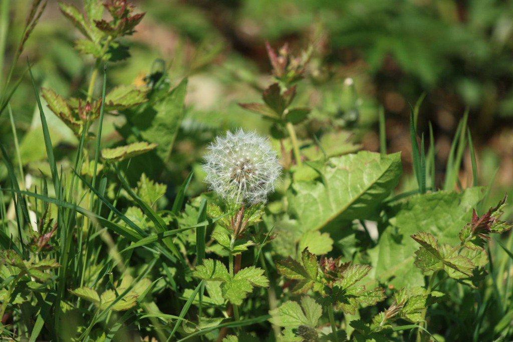 Weeding - gracegardening.co.uk/gardening-serv…