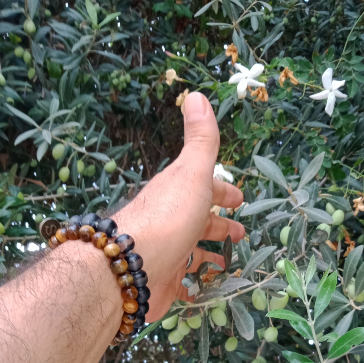 هاو تونس ⁦🇹🇳⁩⁦🇹🇳⁩👌 الفل و الزيتون