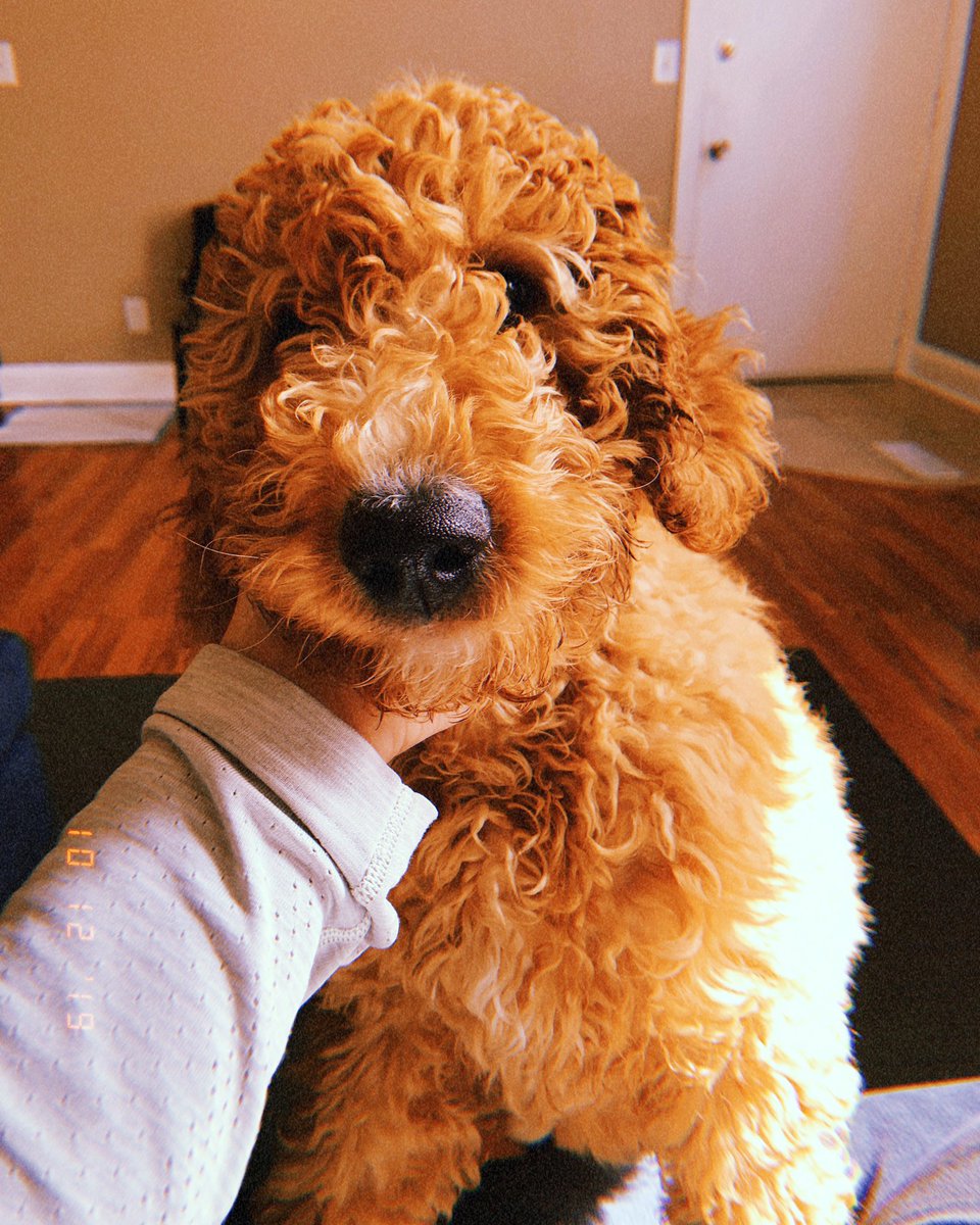 ghordeous's tweet photo. saturdays are for the good boys 🍻 https://t.co/drtvkKbOcp