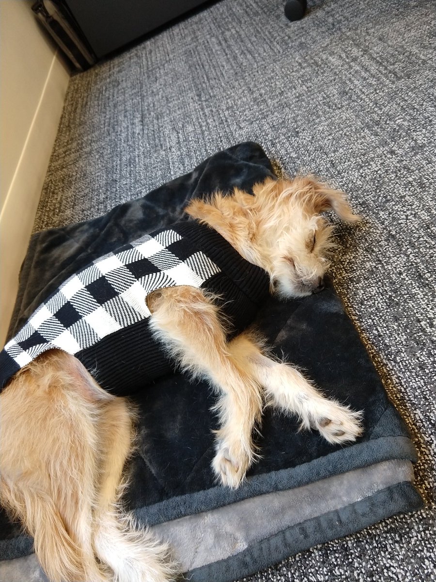 BusteReka's tweet photo. Yay sweater weather naps!! #DogsofAutumn ππ https://t.co/o9CConDEOH