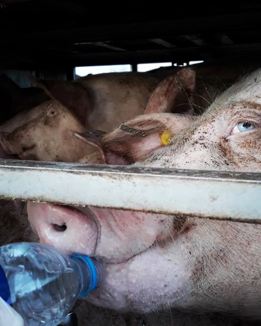 animalsavemvmt's tweet image. The animals are transported in all weather. The heat of summer causes severe dehydration, and now, as we move into the colder months come hyperthermia and animals freezing to death. 
Bear witness, share with the world. This is not ok and we must demand change! 💪

@animalsavenl