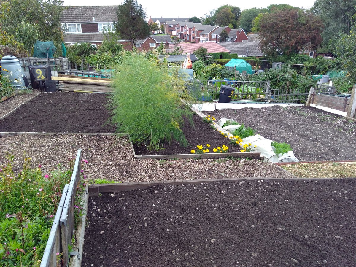 canudigit15's tweet photo. Outdoor tomatoes have hung on (Gardeners Delight, Marmande, Sungold) all cleared today, green ones for chutney, beds cleared for winter on #plot9 #allotment https://t.co/K3gqSt9Mzx