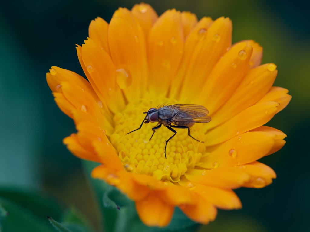 Fly and the flower ezhikorn.wordpress.com/2019/10/12/fly…