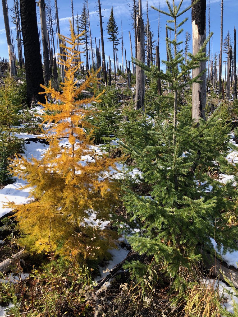 pedervnelson's tweet photo. Rejoice in fall colors and #phenology!  #DeciduousConifer #Larch up on #MtHood area. #TreesAroundTheGLOBE. Now in ⁦@NASAGO⁩ archive to help track dynamic #LandCover like leaf longevity (✅), seasonal snow(✅), #FireRecovery(✅), sky color (✅), and cloud type (✅). https://t.co/6MA7fs5DIY