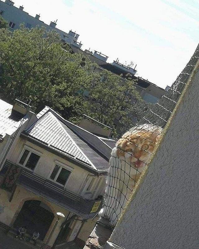 chonky_cats's tweet photo. hEnLO NeiGhbOr

#roumd #round #chonky #cat #chonk #fluff #cute #cade #fatcats #fatcat #catto #thick #meow #meowmeow #tinycat #catsofinstagram #catstagram #chonkycats #kittens #kitten #happycat #chonkycat https://t.co/weA1bqz8OL