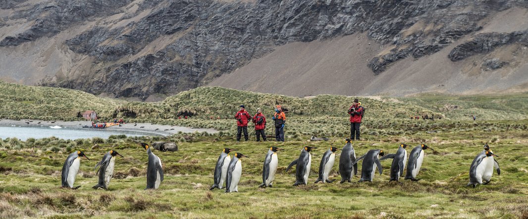 OneOceanExpeditions (@oneoceanexp) on Twitter photo We are counting down the days for our first trips of the season. We can't wait to kick things off in the Falkland Islands & South Georgia and spend another season showing our guests how special these places are and what we can do to protect them. 📷: <a href="/jefftopham/">jeff topham</a> We are counting down the days for our first trips of the season. We can't wait to kick things off in the Falkland Islands & South Georgia and spend another season showing our guests how special these places are and what we can do to protect them. 📷: <a href="/jefftopham/">jeff topham</a>
