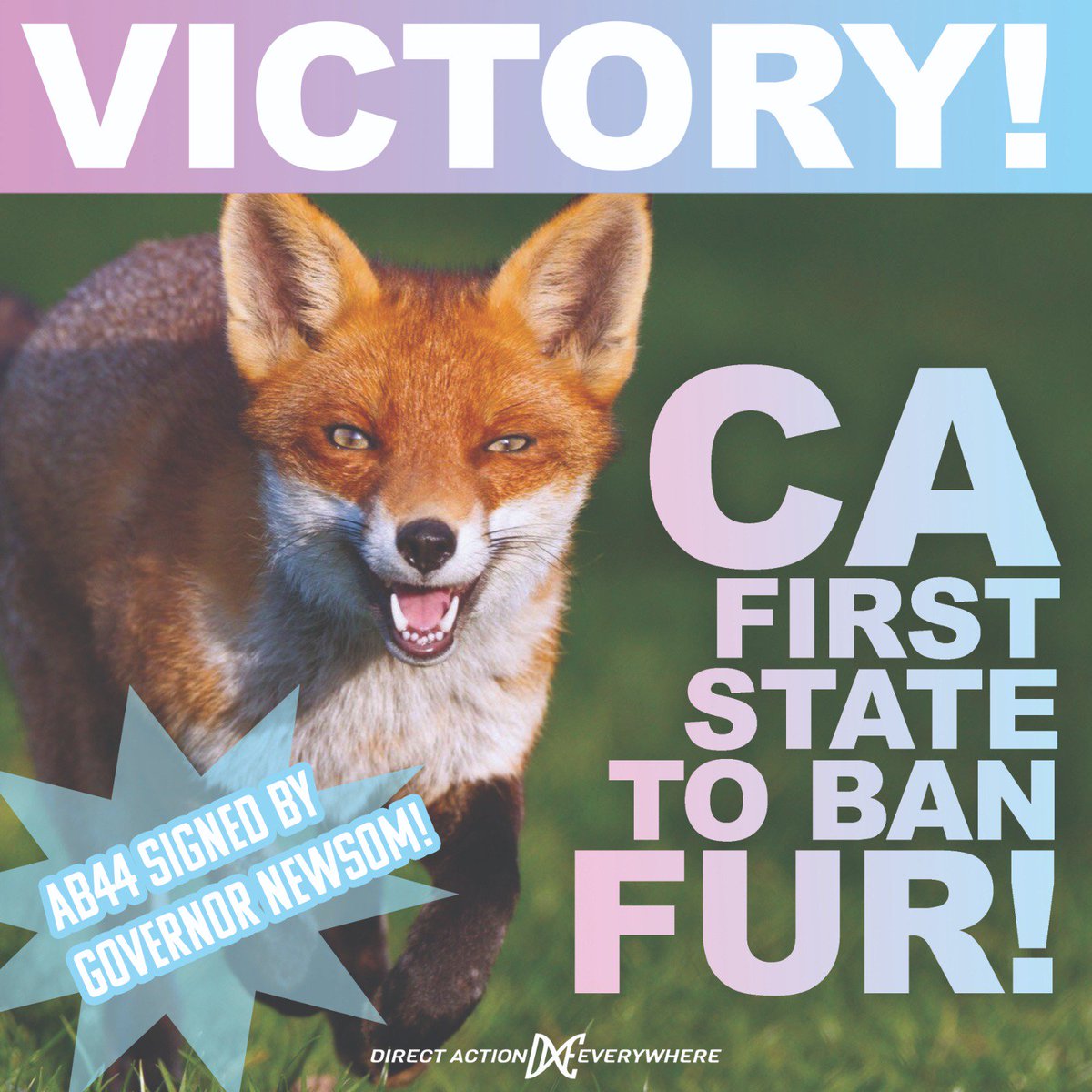 DxEverywhere's tweet image. It official! California has become the first state to BAN the sale &amp;amp; production of fur!!! Huge thanks to everyone who worked so hard to make this happen! #MakeFurHistory #AB44