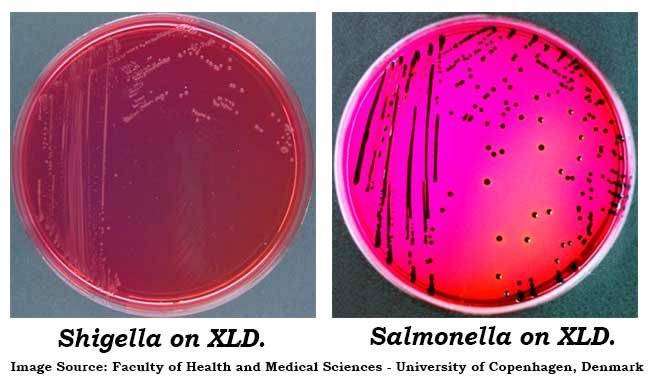 Посев на сальмонеллез. Агар XLD Shigella. Шигелла на XLD. XLD агар рост сальмонелл. Питательная среда XLD-агар.